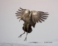 Limpkin;Aramus-guarauna;Flying-bird;One-animal;Close-up;Color-image;photography;